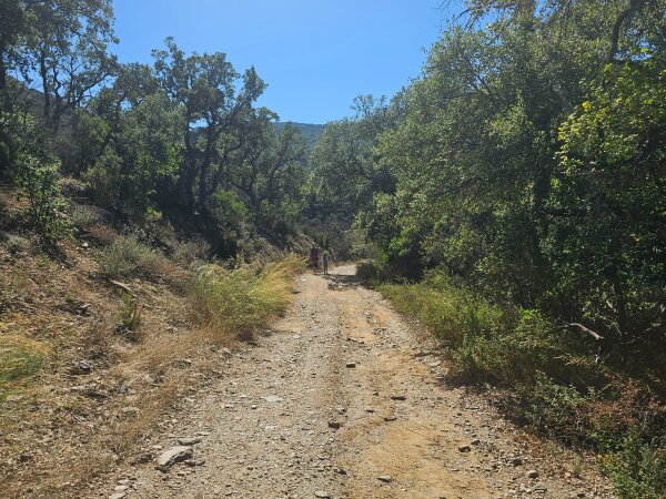 Unpaved road through the forest of the Massif des Maures