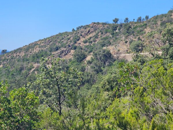 Regrowth after a forest fire in the Massif des Maures