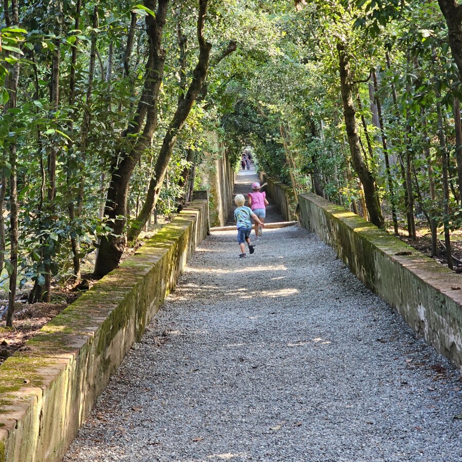 Shaded avenue through the Boboli Gardens in Florence