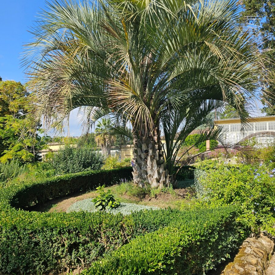 Palm tree among the hedges in the Boboli Gardens