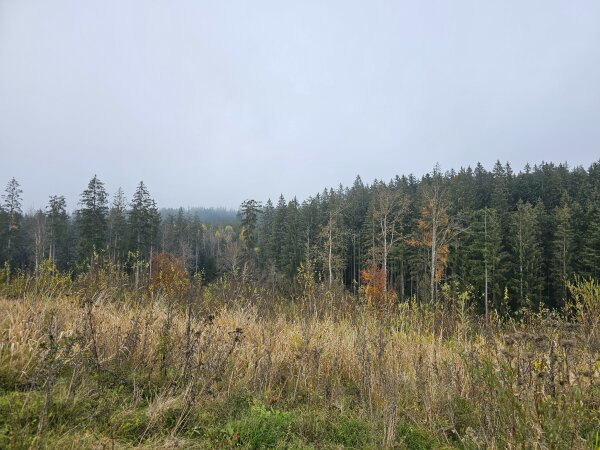 Forest edge with spruces and dry grass around Center Parcs Allgau on a grey November day.