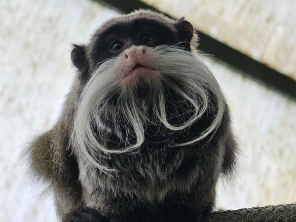 Emperor tamarin on a rope in Randers Regnskov