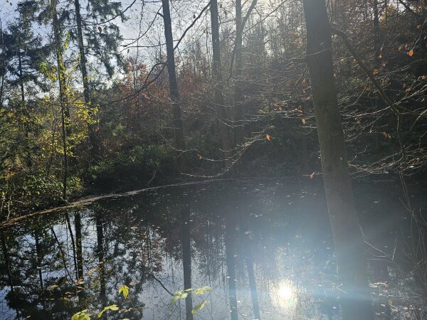Sunlight above a pond in the autumn forest