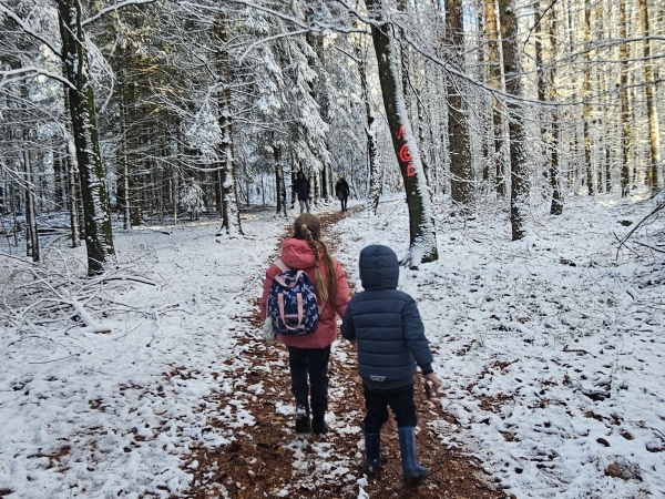 Forest scenery at Hochwald