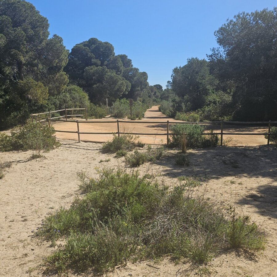 Sandy path with low scrub in the Albufera nature park
