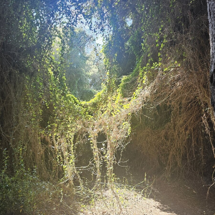 Overgrown passage with sunlight in the Albufera near Valencia