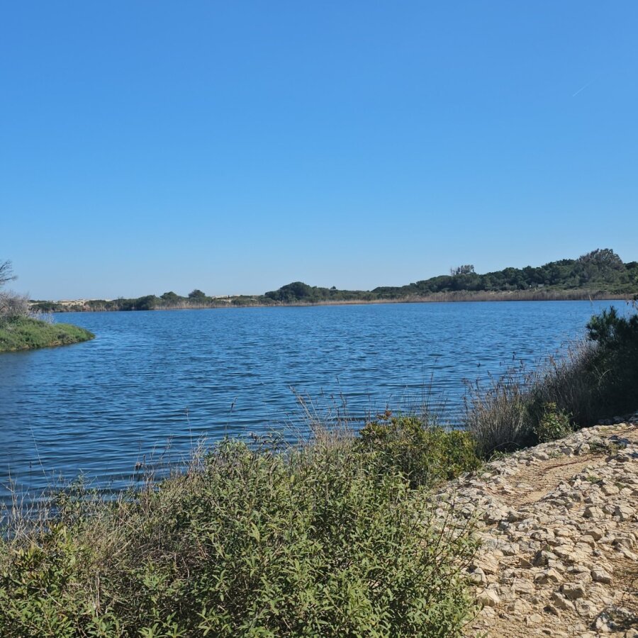 Lake with reeds in the Albufera nature park near Valencia