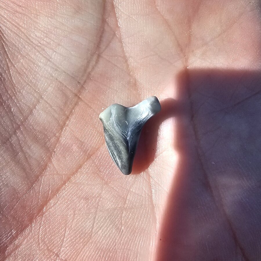 Fossilised shark tooth in hand on the Devesa beach