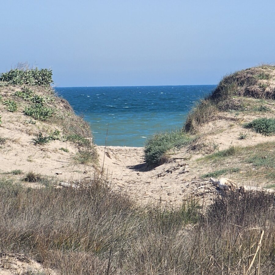 Dune landscape by the Devesa beach in the Albufera