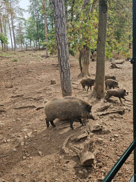 Wild boar among the trees in the Han wildlife park, seen from the safari car