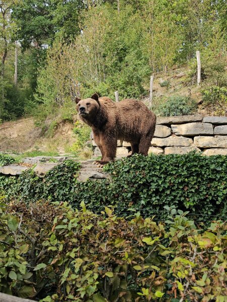 Brown bear standing on a low stone wall in the Han wildlife park