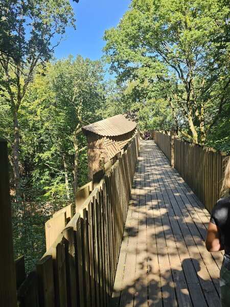 Wooden canopy walkway with high railings among the treetops