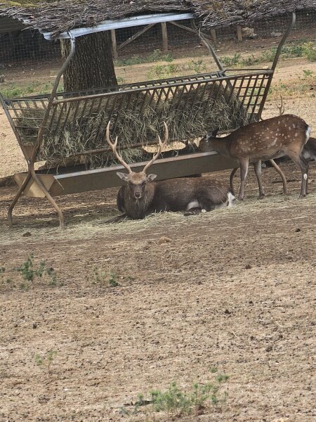 Deer at a hay feeder in the Han wildlife park, a resting stag with large antlers in front