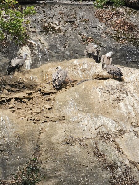 Five vultures on a rock face in the Han wildlife park