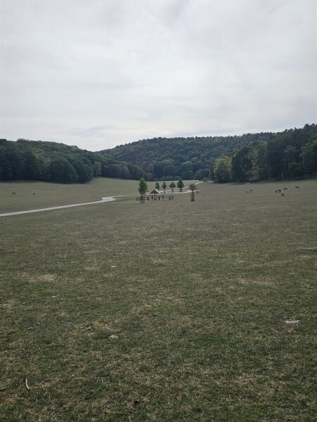 Wide grassy plain in the Han wildlife park with a paved path, horses and deer in the distance and wooded hills